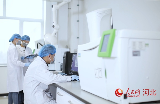 石家庄以嶺藥業科研人員正在分析實驗數據。人民網記者 李兆民攝
