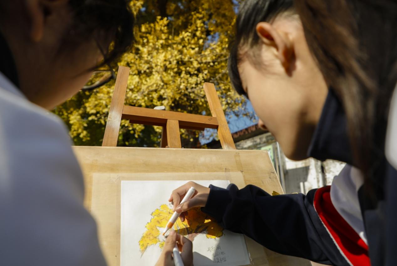 银杏树下，小集中学的学生正在画银杏树。陈军摄