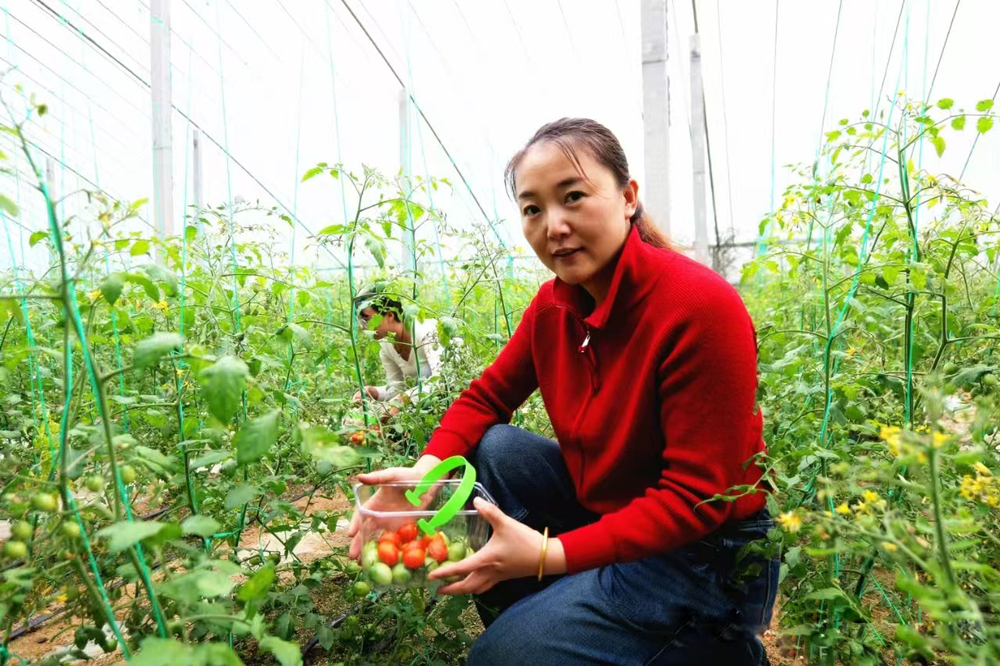 游客在採摘櫻桃西紅柿。王洪勝攝