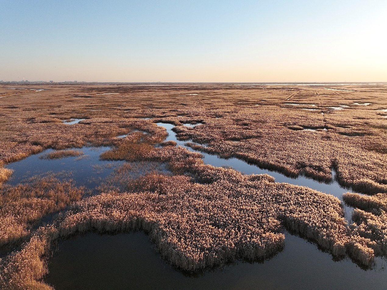 海兴湿地美丽画卷。史建华摄