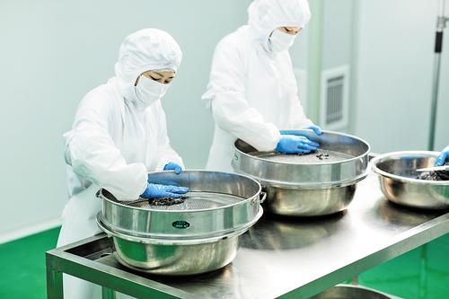 邯鄲市鱘鯢農業科技股份有限公司員工正在加工魚子醬。