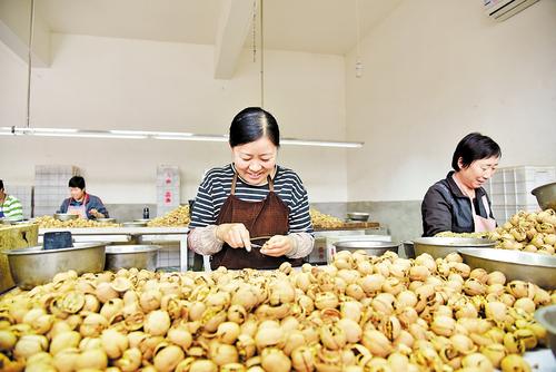 涉縣會裡村村民在加工核桃。