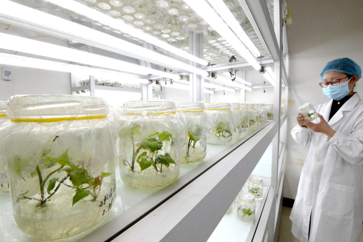 禾下土甘薯作物国家区域性良种繁育基地。磁县县委宣传部供图