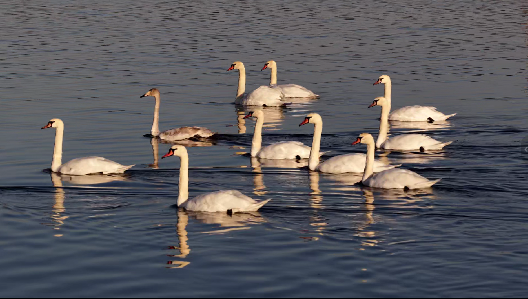 11月24日，河北沧州南大港湿地，疣鼻天鹅在水面畅游。宋文峰摄