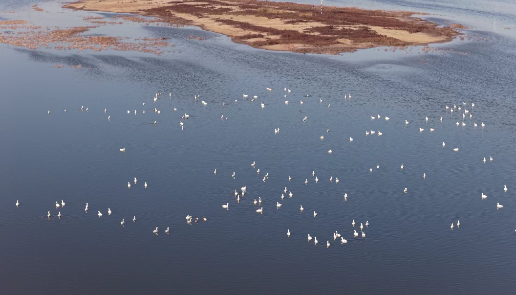 11月24日，远眺南大港湿地，宽阔的水面上星罗棋布着洁白的天鹅身影。 宋文峰摄
