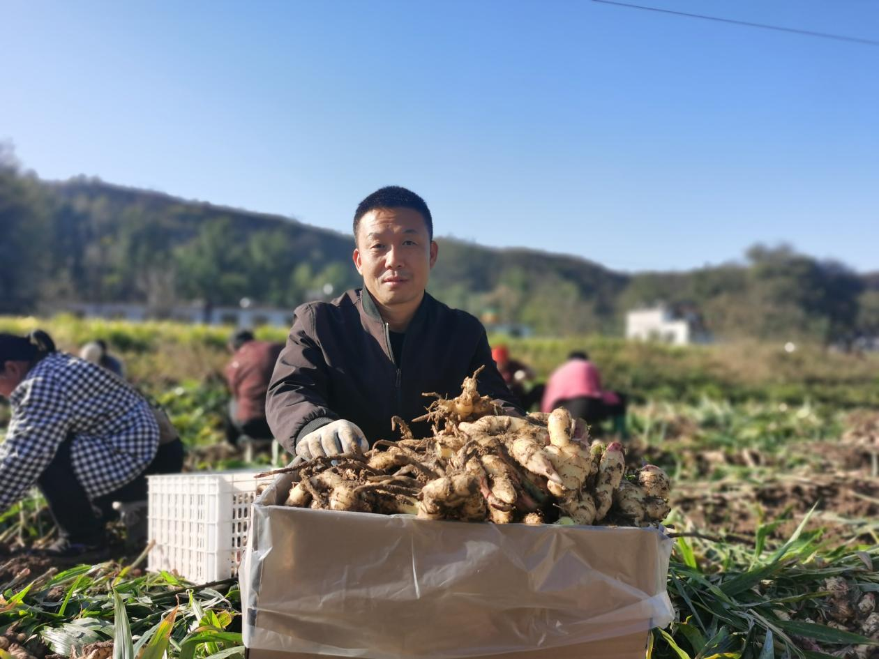 董家口村黨支部書記劉棠忠和他們的“致富姜”。陳晶晶攝