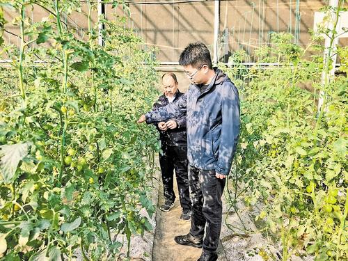 11月14日，雄安新区都市农业科技博览园温室大棚内，工作人员查看番茄长势。本报记者 郝东伟摄