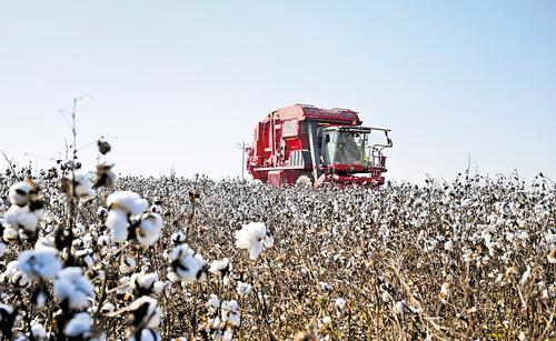 近日,在南宫市留诗村棉花全程机械化生产示范基地,农机手驾驶智能采收打包一体机采收棉花。 本报记者 赵永辉摄