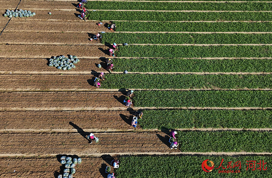 农户们忙着采收香菜。人民网记者 方童摄