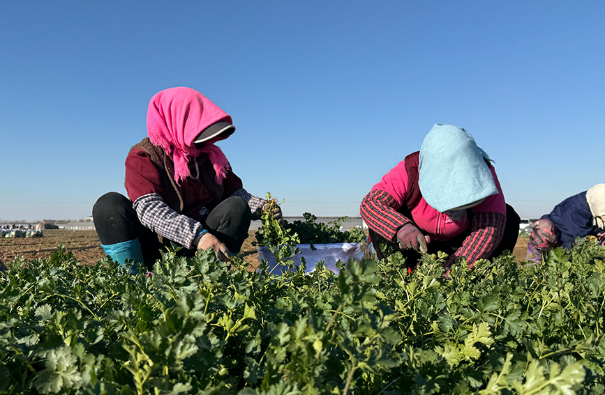 农户们忙着采收香菜。沈曦摄