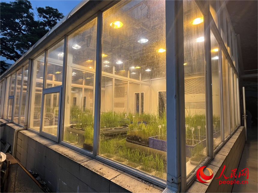 福建农林大学水稻抗病毒鉴定园内培植的水稻。人民网记者 林铭贤摄