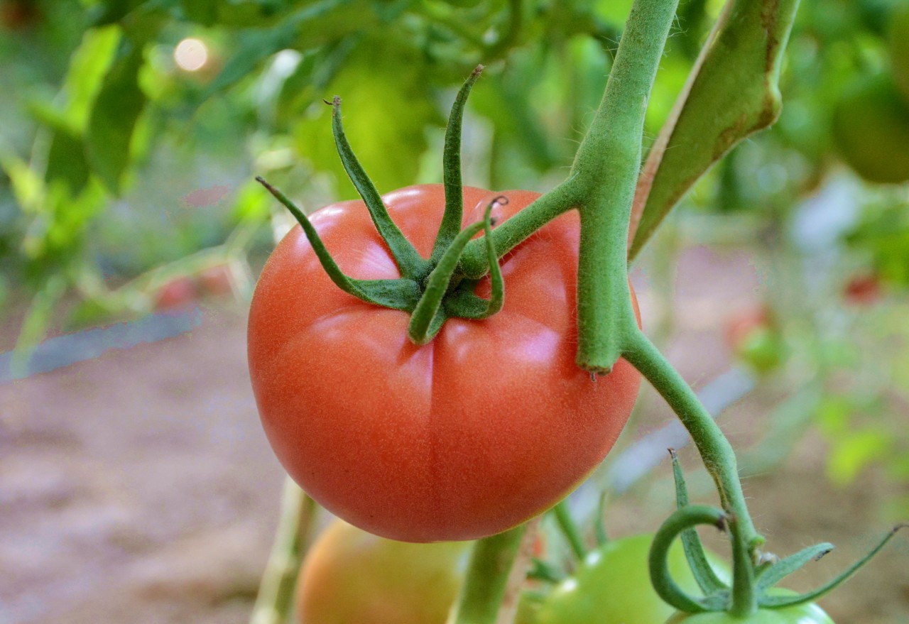棚内已经成熟的番茄。胡宇婷摄