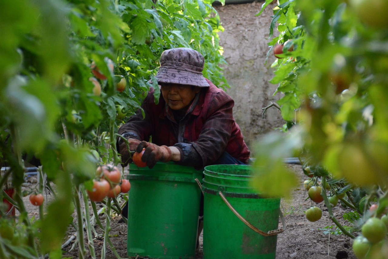 工人正在采摘番茄。胡宇婷摄