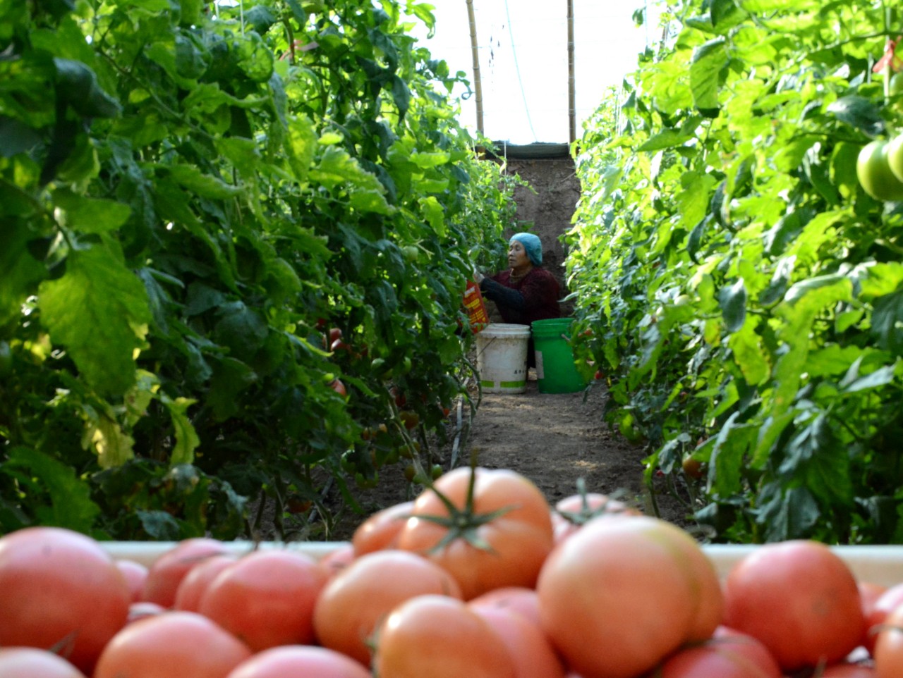 工人正在采摘番茄。胡宇婷摄