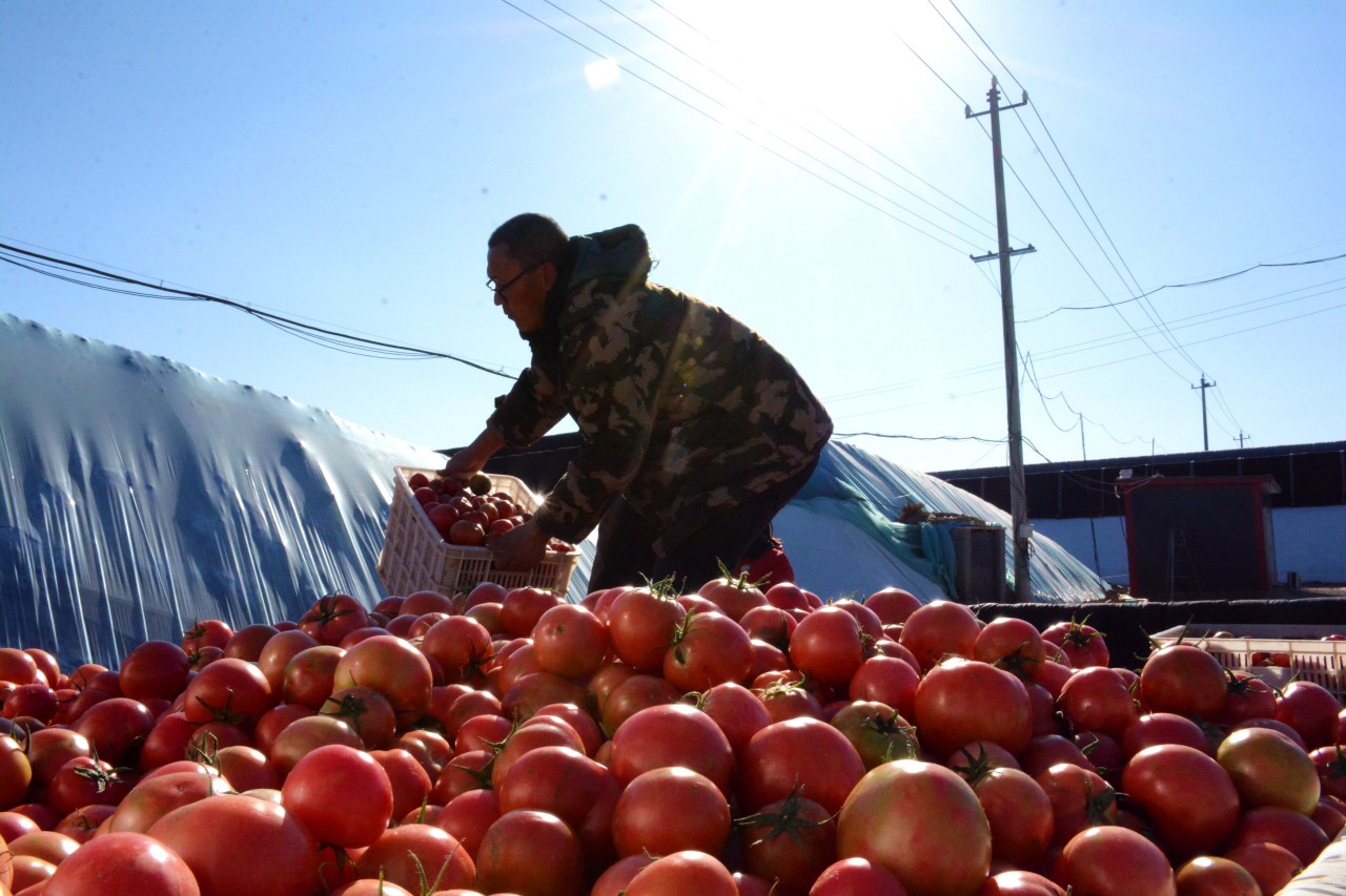 订购商将番茄搬运装车。胡宇婷摄