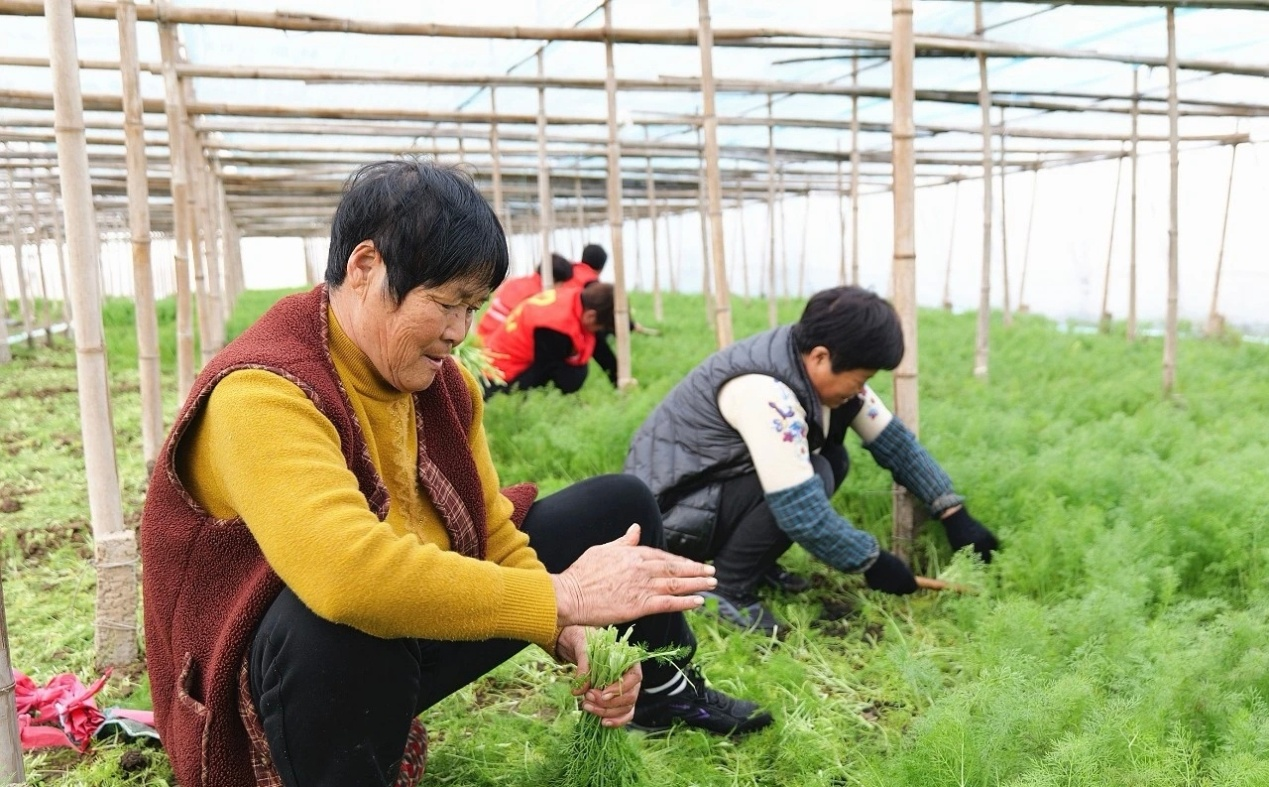 大棚茴香丰收。王洪胜摄