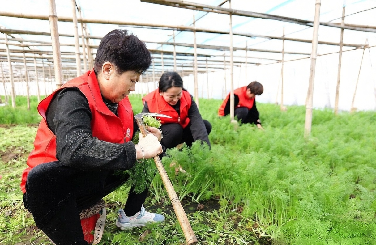 盐山县“她播汇”成员帮助农户抢收茴香。王洪胜摄