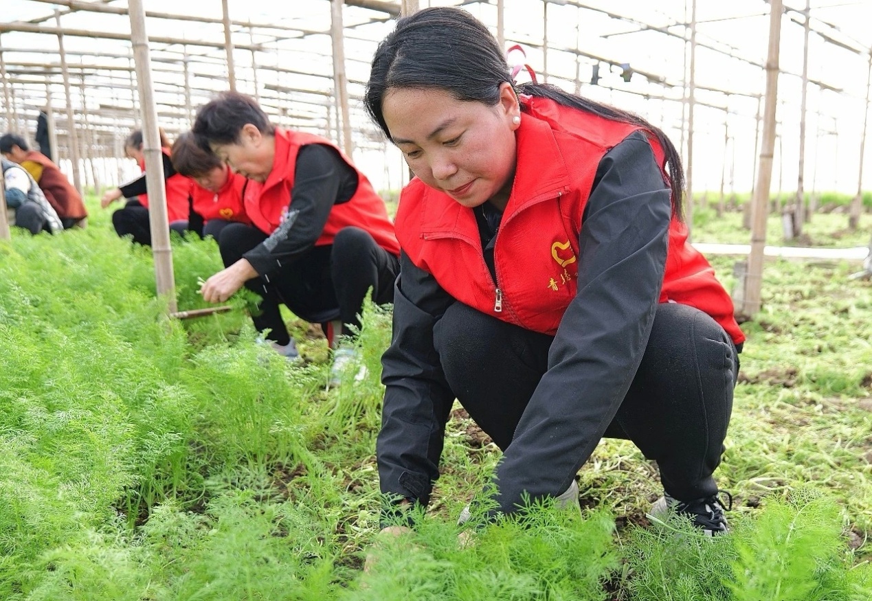 盐山县“她播汇”组团助农。王洪胜摄