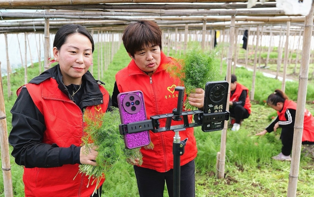 盐山县“她播汇”网络直播销售当地茴香。王洪胜摄