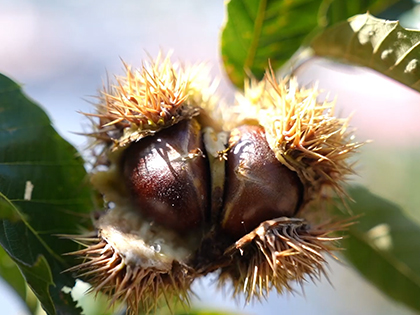 河北青龍：板栗豐收繪新篇