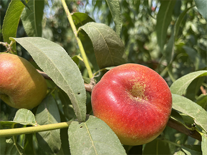 河北邱縣：蟠桃映紅致富路 “甜蜜經濟”正當時