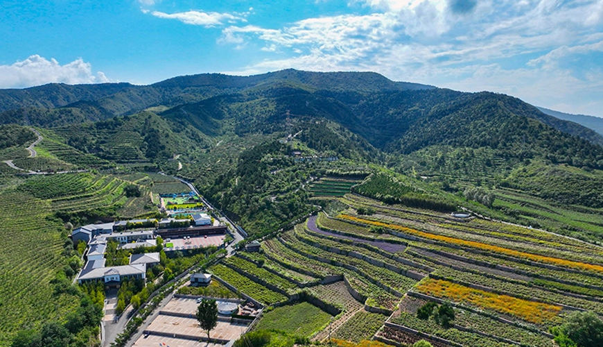 藥材如何變成“錢景”？河北灤平給出了答案
