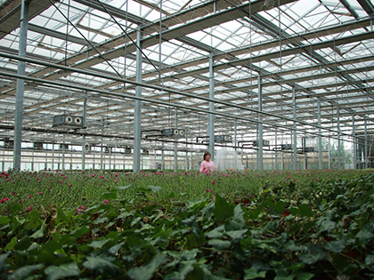 河北曲周打造華北現代化育苗新高地