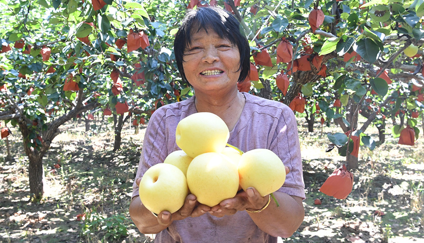 河北成安：萬畝“皇冠梨”喜獲豐收