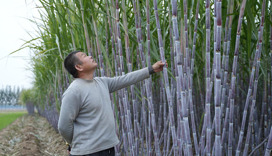 河北豐南：“南蔗北種”結出鄉村振興“甜蜜果”