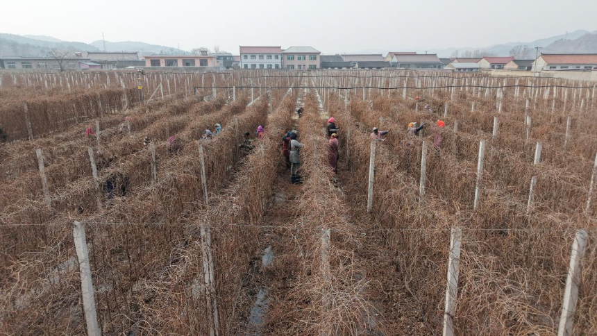 青龙中草药五味子。张宝摄