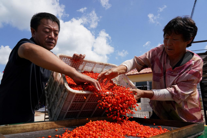 青龙中草药小枸杞。张宝摄