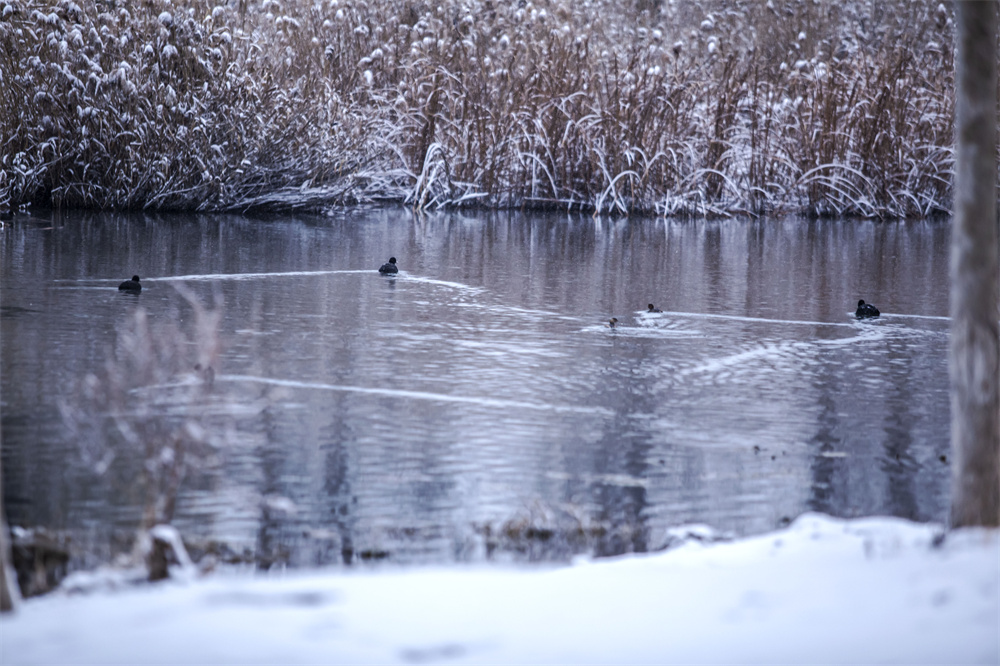 12月12日，河北省邯鄲市復興區沁河郊野公園，野鴨與白鵝也浮出水面，自在游蕩。聶長青攝