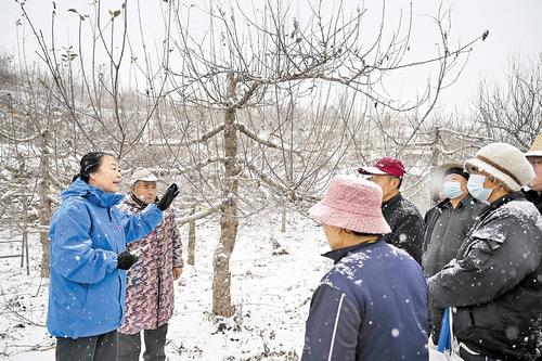 12月12日，李保國科技興農專家團隊隊長、河北農業大學研究員郭素萍在臨城縣賈庄村為果農講授蘋果樹冬季管理技術。 本報記者 趙永輝攝