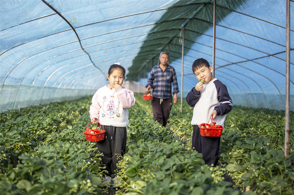 12月14日,河北省邯郸市复兴区户村镇户村村,小游客在邯郸市大滋然生态农业有限公司草莓采摘园品尝。聂长青摄