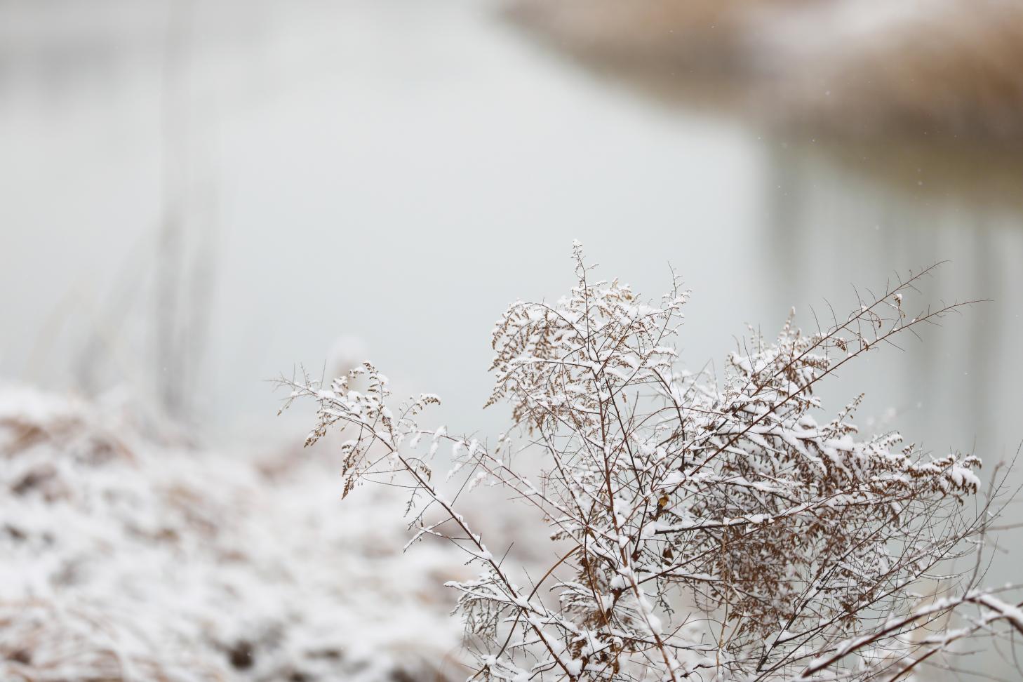 运河岸边,植物都顶着雪绒帽。靳东凯摄
