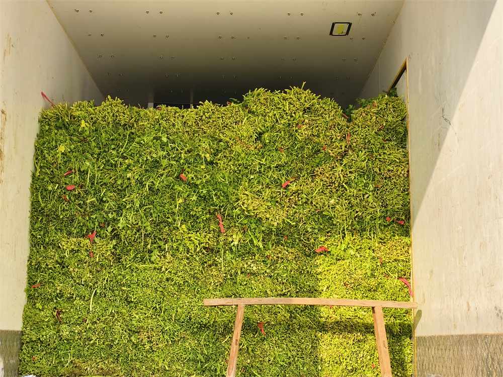 芹菜装车，即将发往周边县市商超、市场。王玮摄