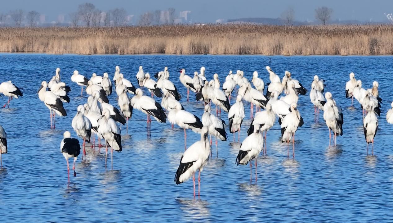 2025年3月,超300只东方白鹳在南大港湿地的浅滩停留。宋文峰摄
