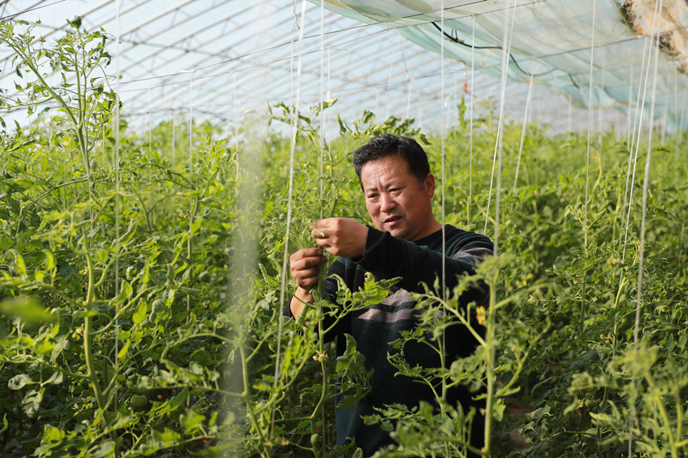 12月23日，种植户整理西红柿藤蔓。吴潇摄