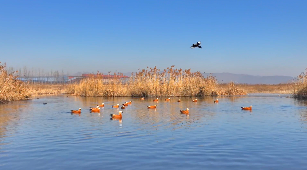 成群野鸭在水面上嬉戏。王志斌摄