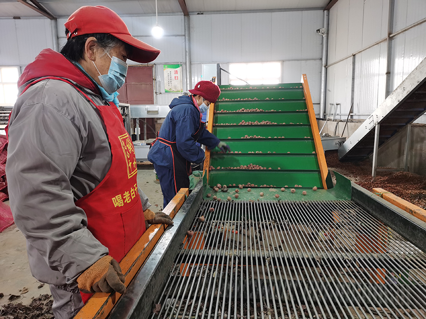 村民在篩果機前工作。賈獻義攝