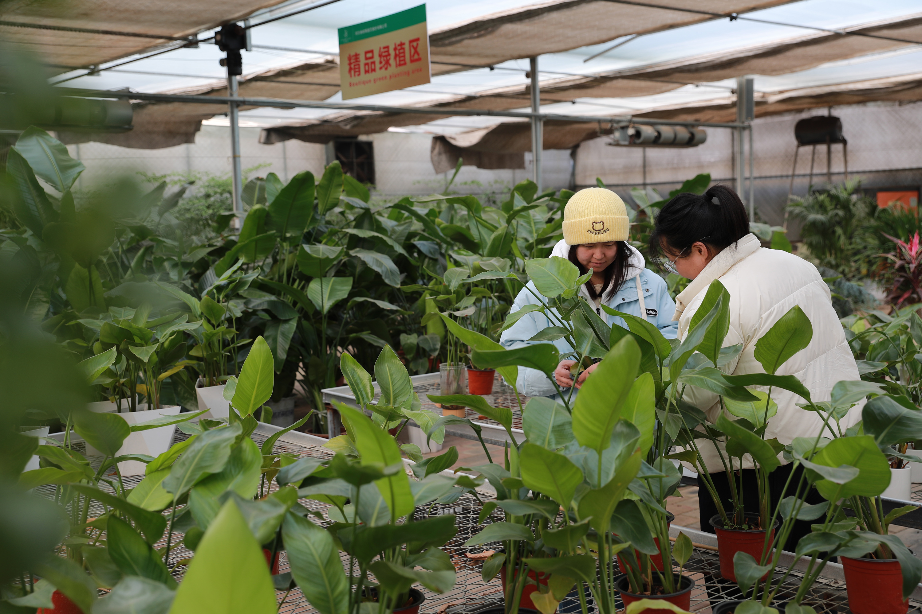 花卉销售基地绿植区，游客正挑选购买天堂鸟绿植。赵端摄