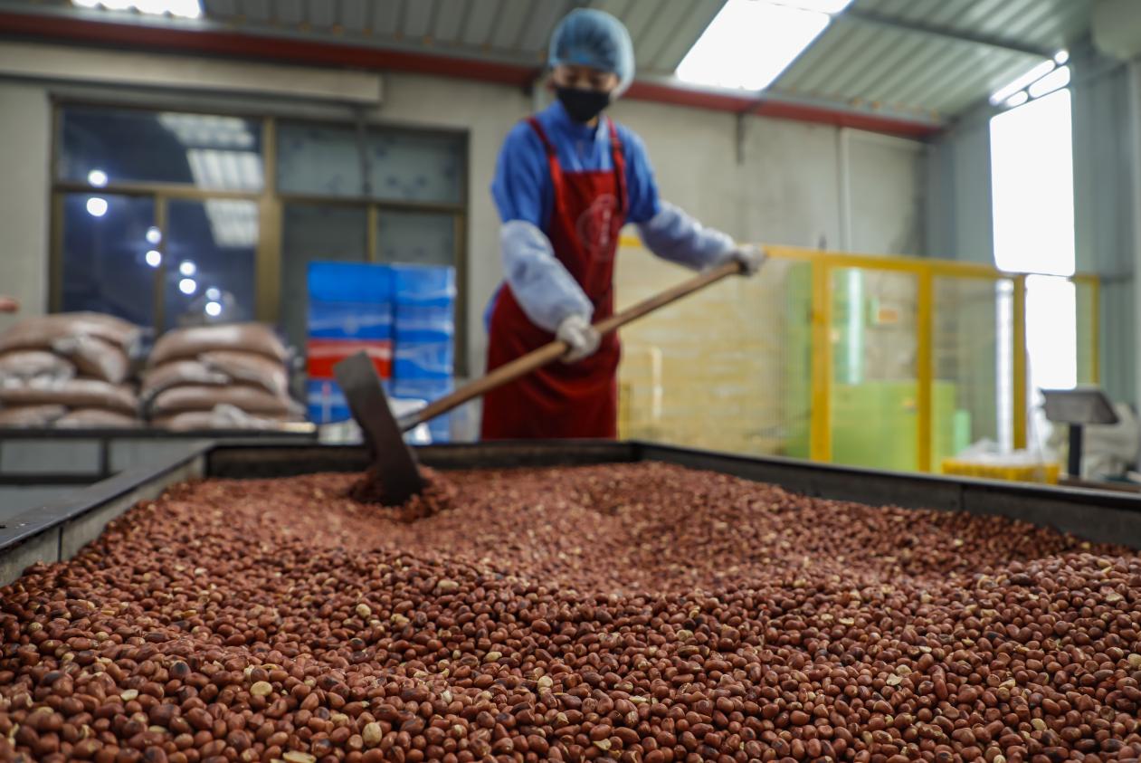 丰南区小集镇一家食品企业的生产车间内,工人正在处理花生原料。陈军摄