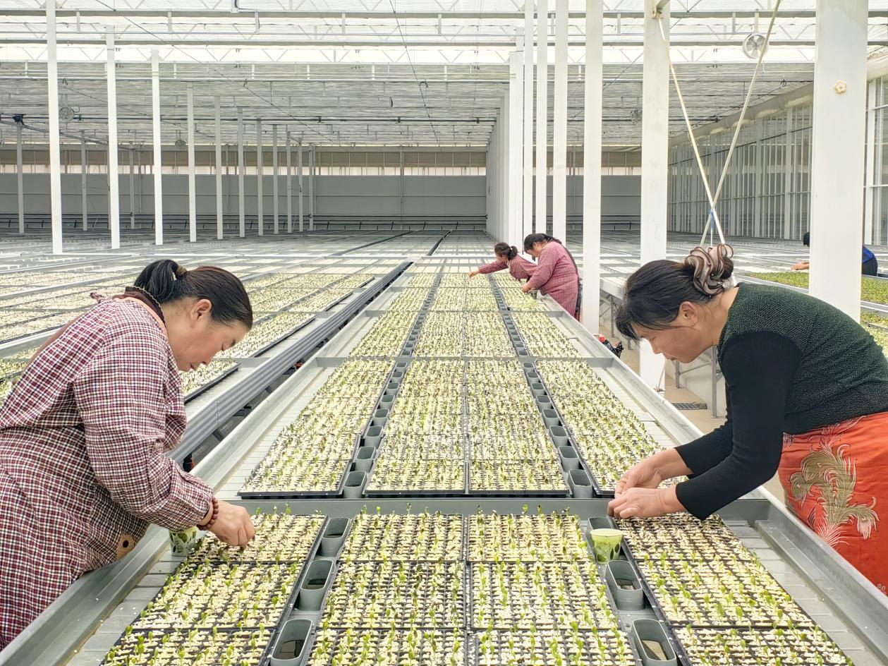在智慧科技產業園的高標准育苗溫室大棚裡,工人們正在有序開展育苗工作。谷聰聰攝