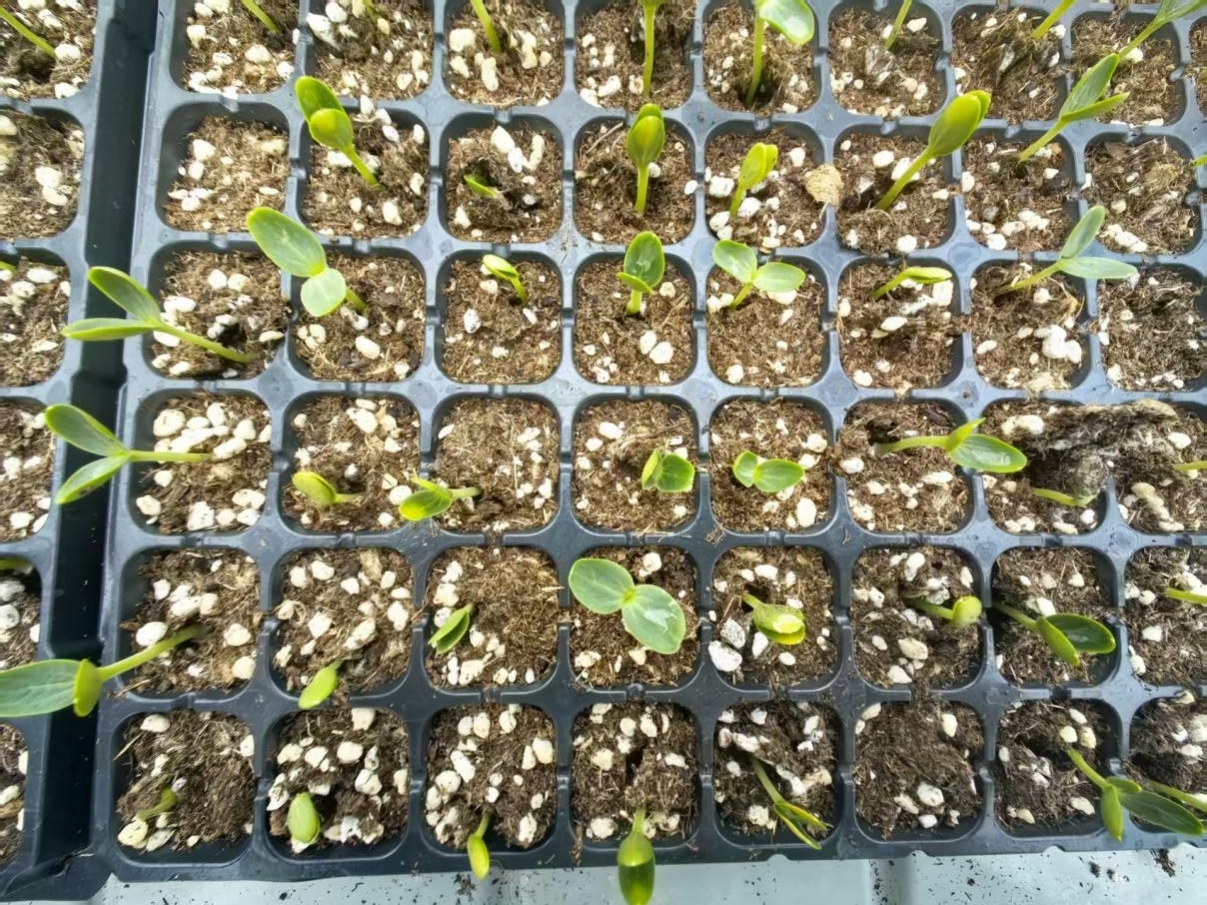在智慧科技產業園的高標准育苗溫室大棚裡,西瓜幼苗綻翠吐綠,長勢喜人。谷聰聰攝