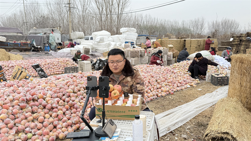 张金豹在山东冠县梁堂镇胡闫村帮助种植大户刘洪斌销售滞销苹果。宋国平摄