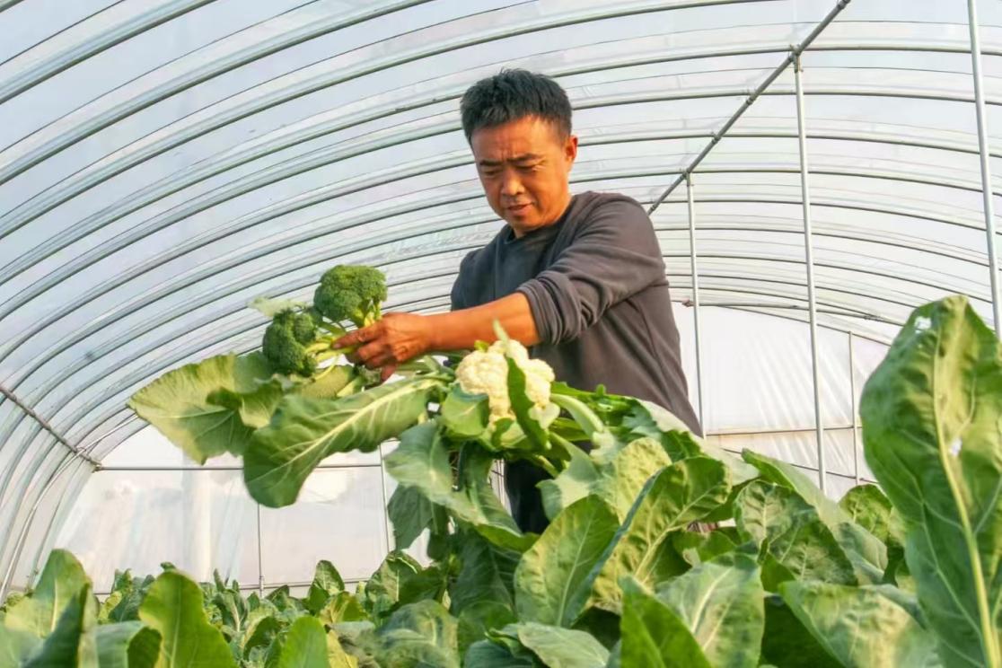 农户正在采摘丰收的菜花。邱县宣传部供图