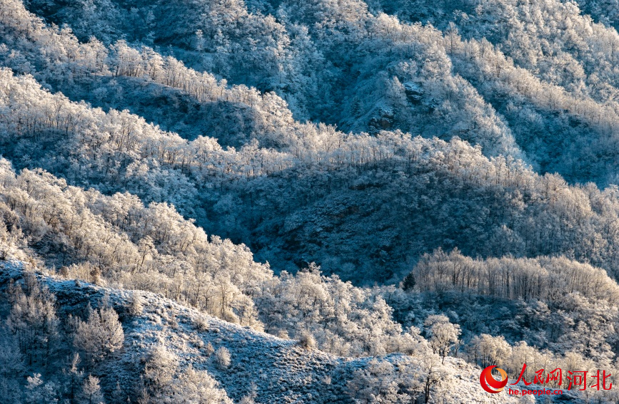 武安市东太行百里画廊白雪覆盖树木。杨文娟摄