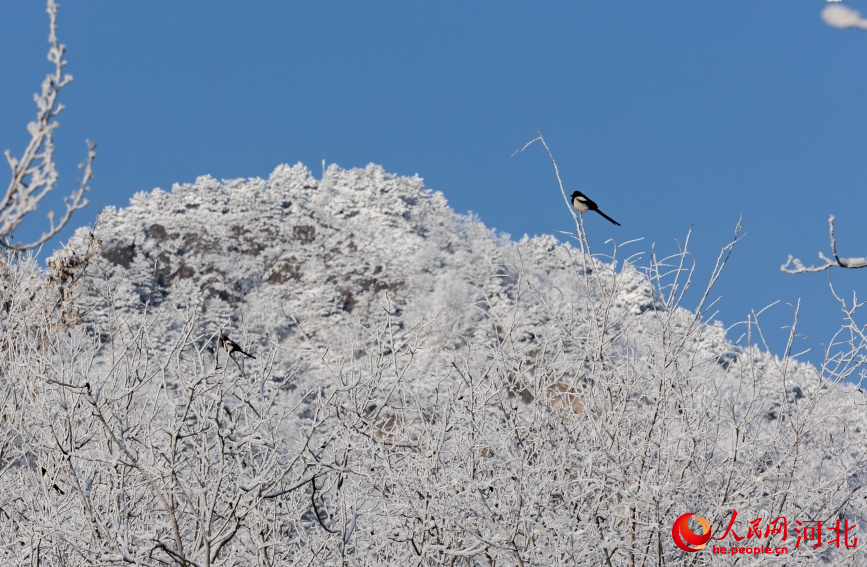武安市东太行百里画廊枝头上的小鸟。杨文娟摄