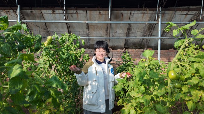 在迁安市乐丫农场田间大棚，参加社会实践的大学生采摘有机蔬菜。马倩摄