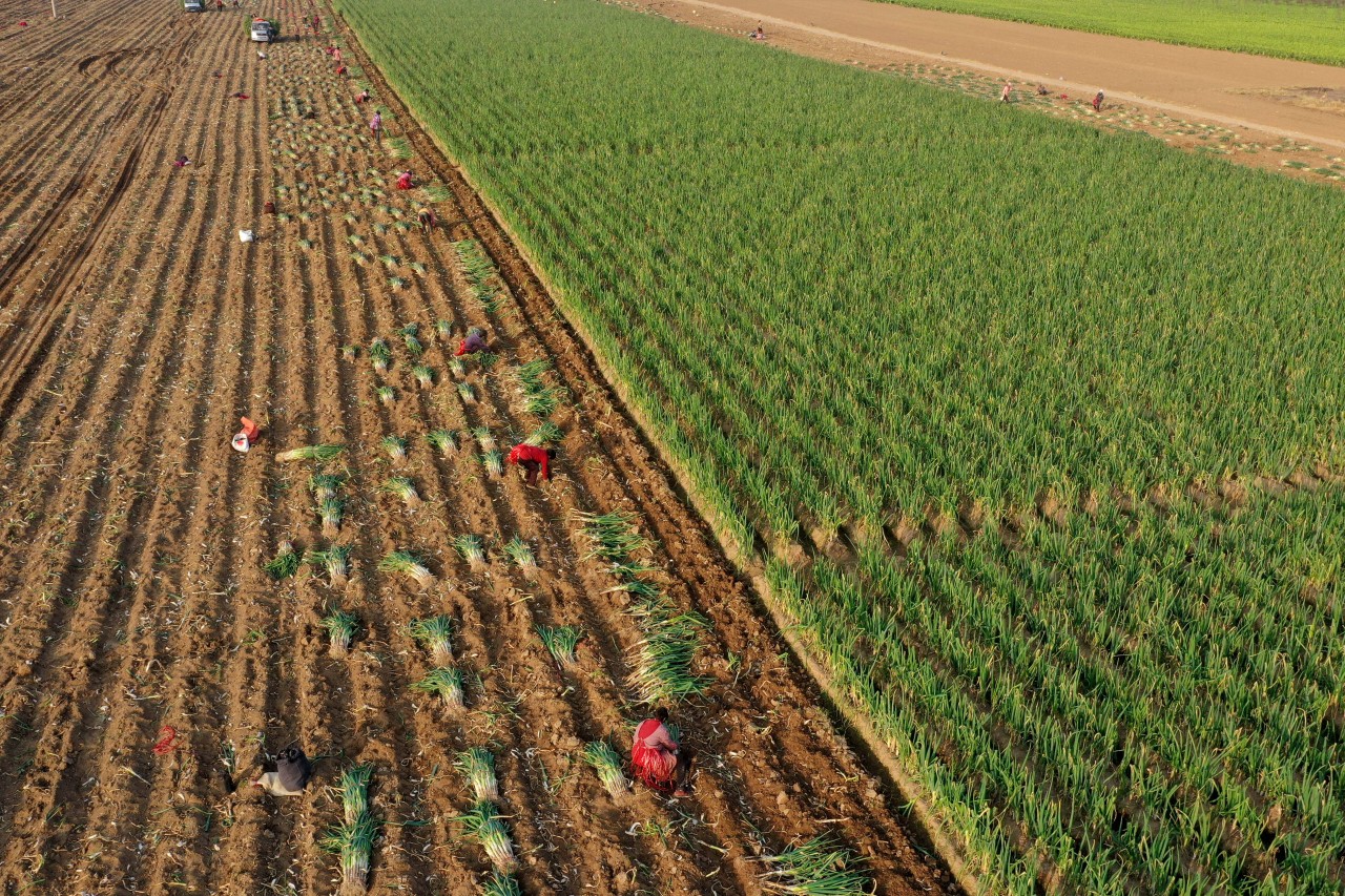 隆堯縣地理標志証明商標“隆堯大蔥”鳥瞰圖（無人機照片）。陳劍昊攝